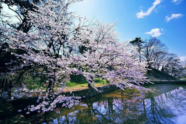 Contra el cielo azul, una cereza en flor Mira hacia el agua