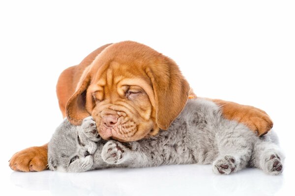 Cane che dorme con un gattino grigio