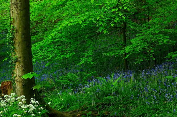 Green forest. Blue flowers