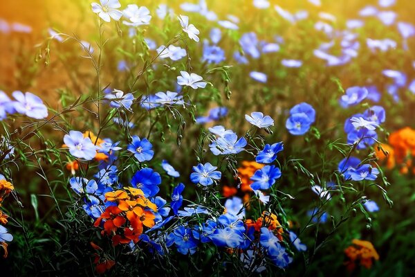 Beaucoup de fleurs poussent dans la Prairie d été