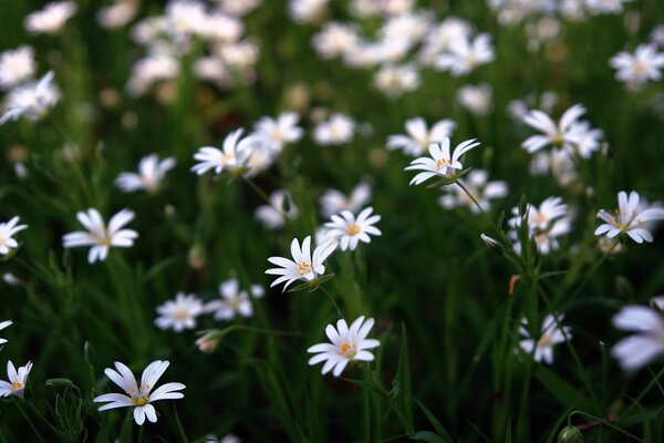 Muchas margaritas de campo al amanecer