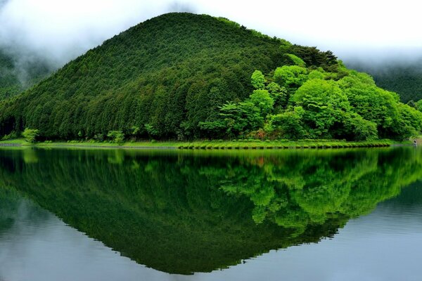 Verdure juteuse dans le reflet du lac