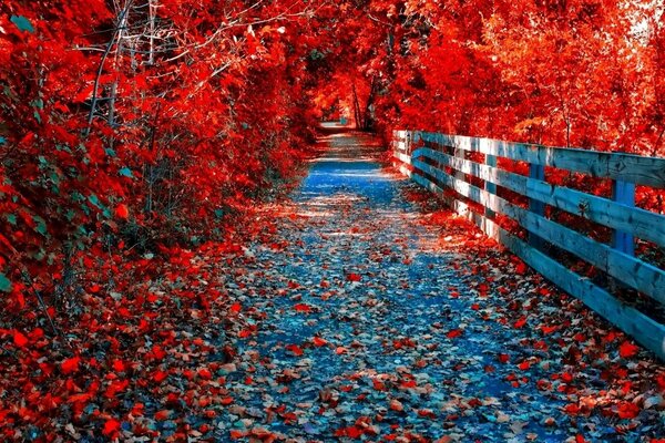 The road of golden autumn, the colors of red trees