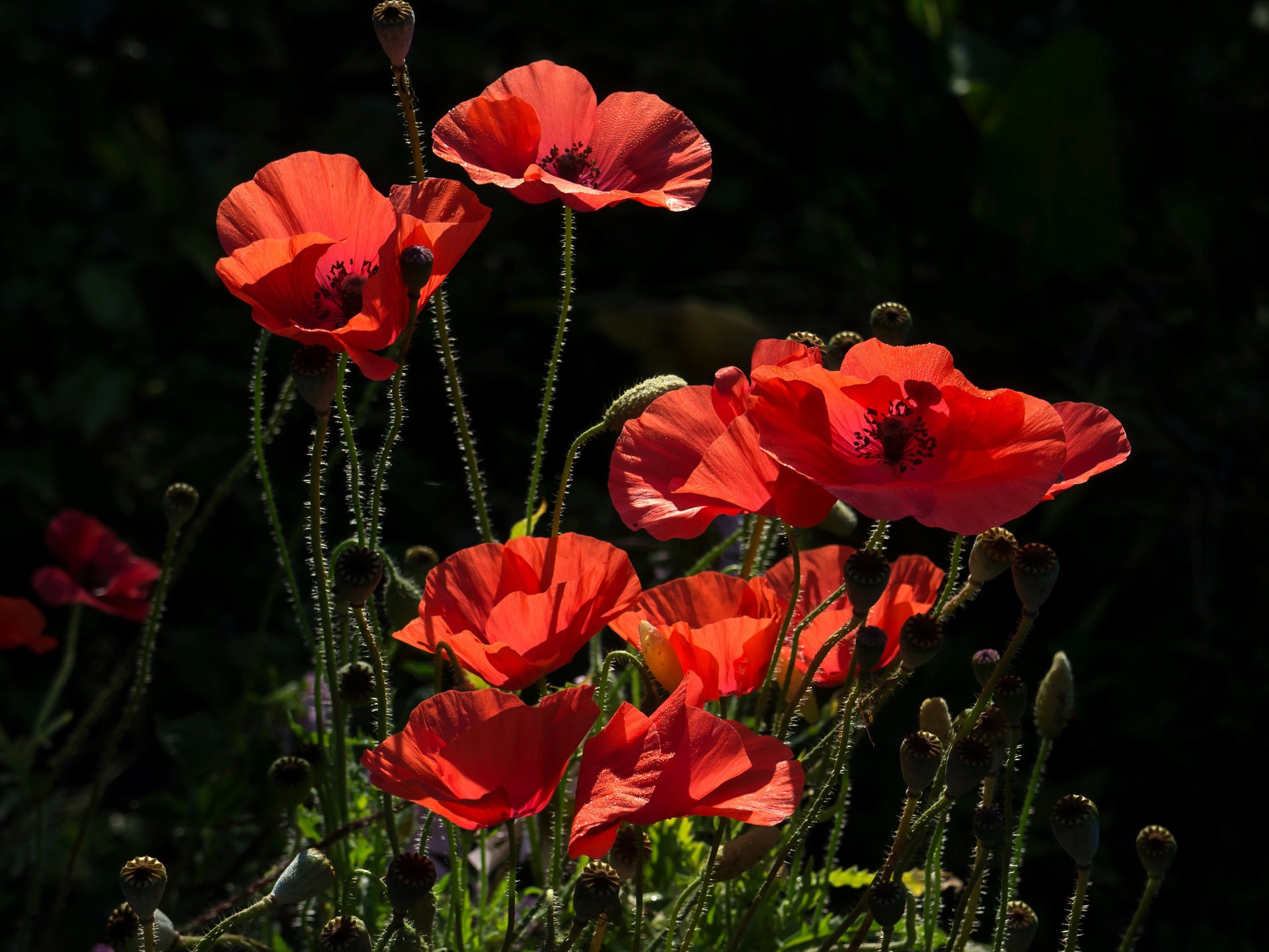 flores amapola de cerca rojo