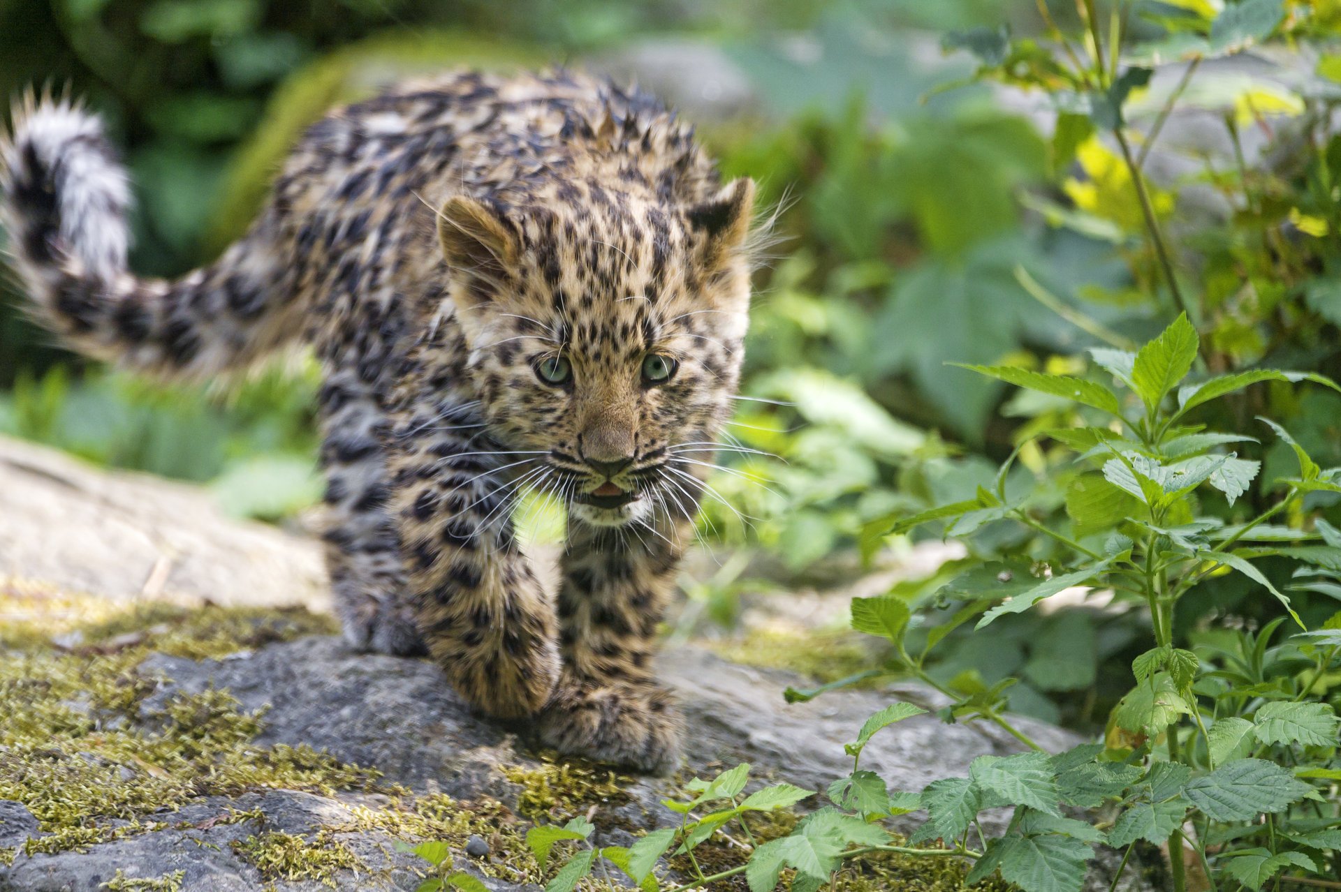 leopardo cachorro animales