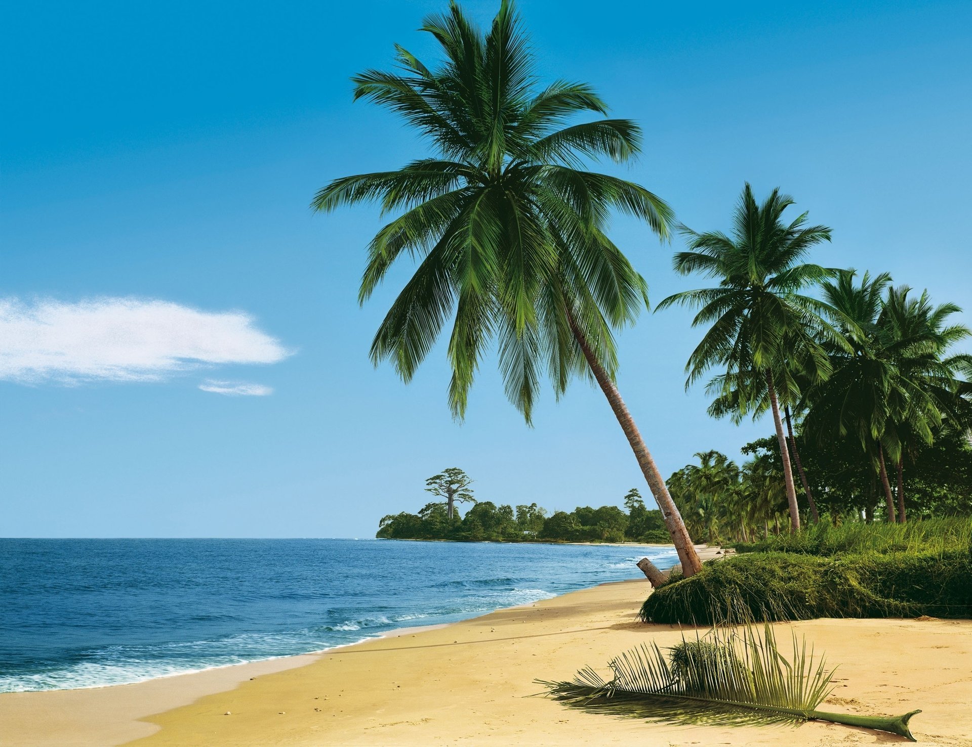 super foto naturaleza trópicos palmeras playa océano paraíso