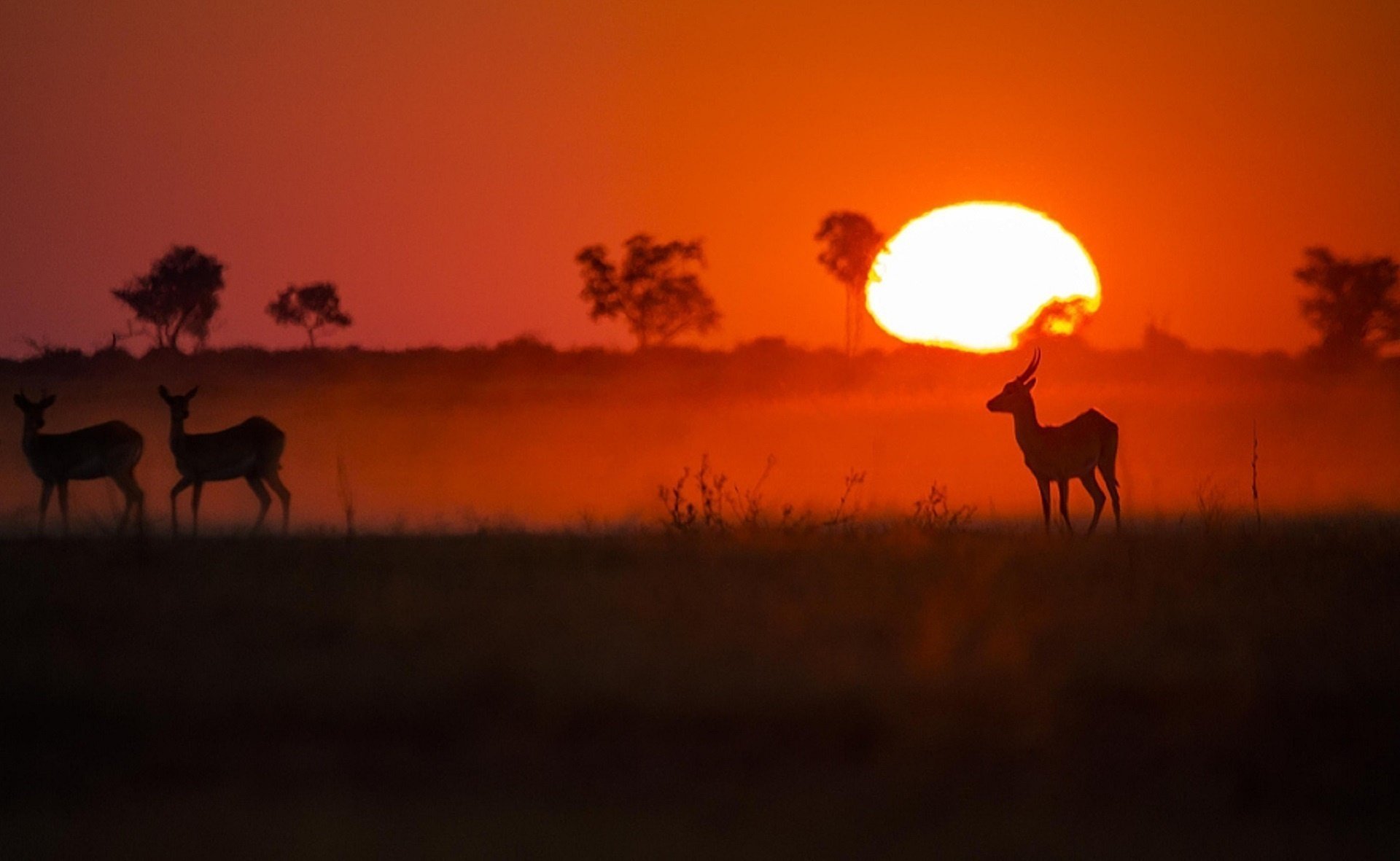 coucher de soleil rouge chris fisher afrique antilopes