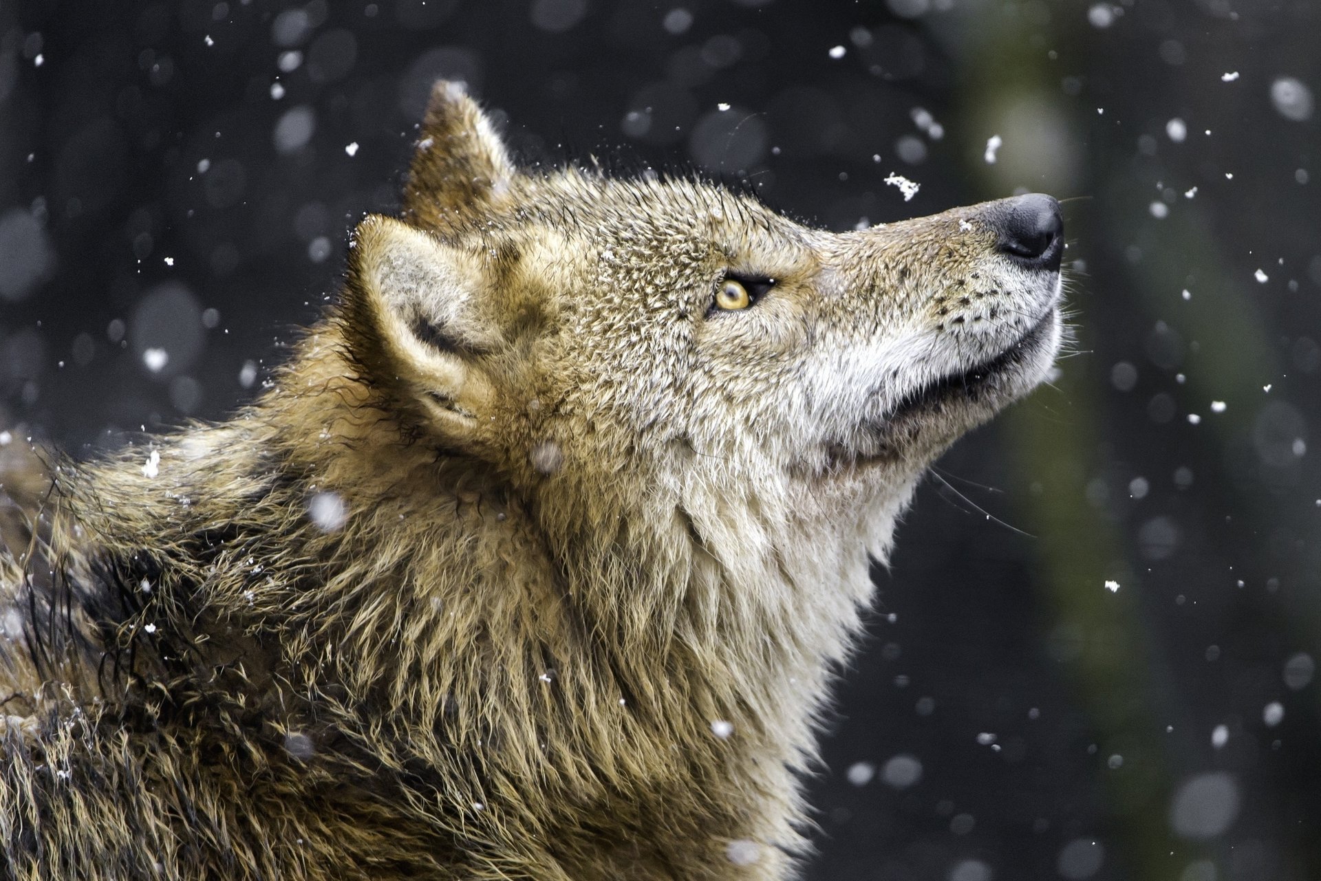 lobo depredador perfil nieve