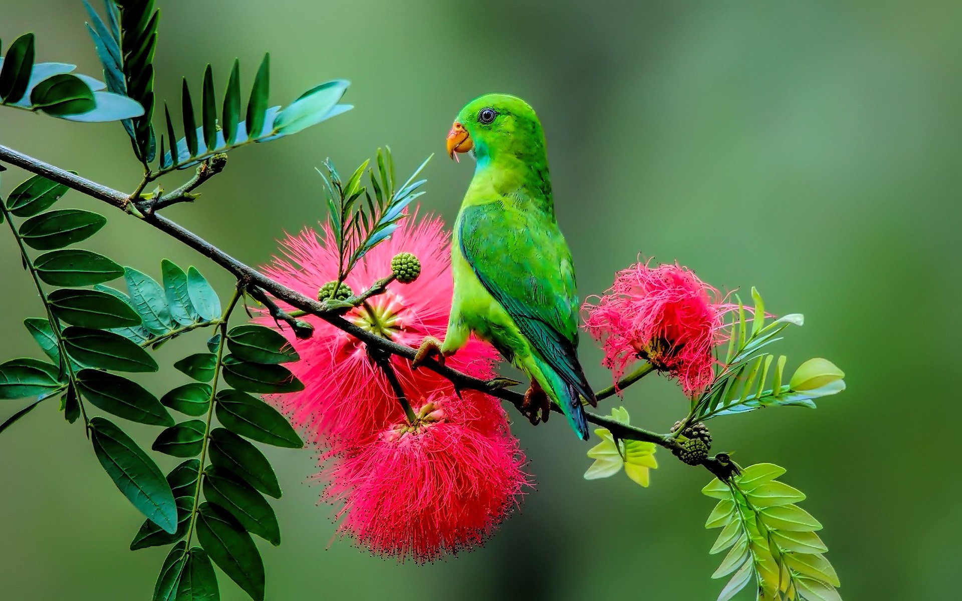 nature bird flower