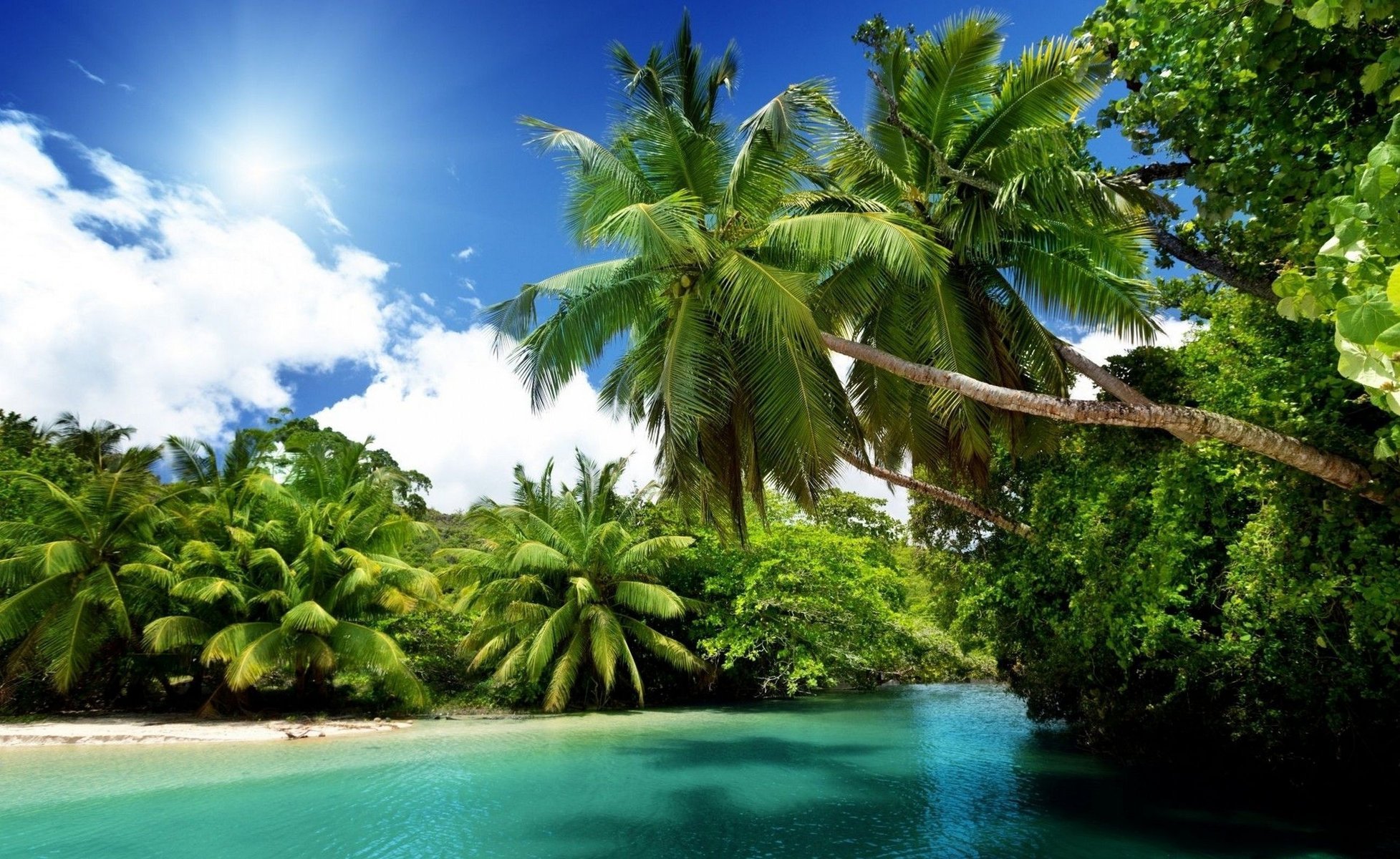 natur tropen sonne meer palmen ozean