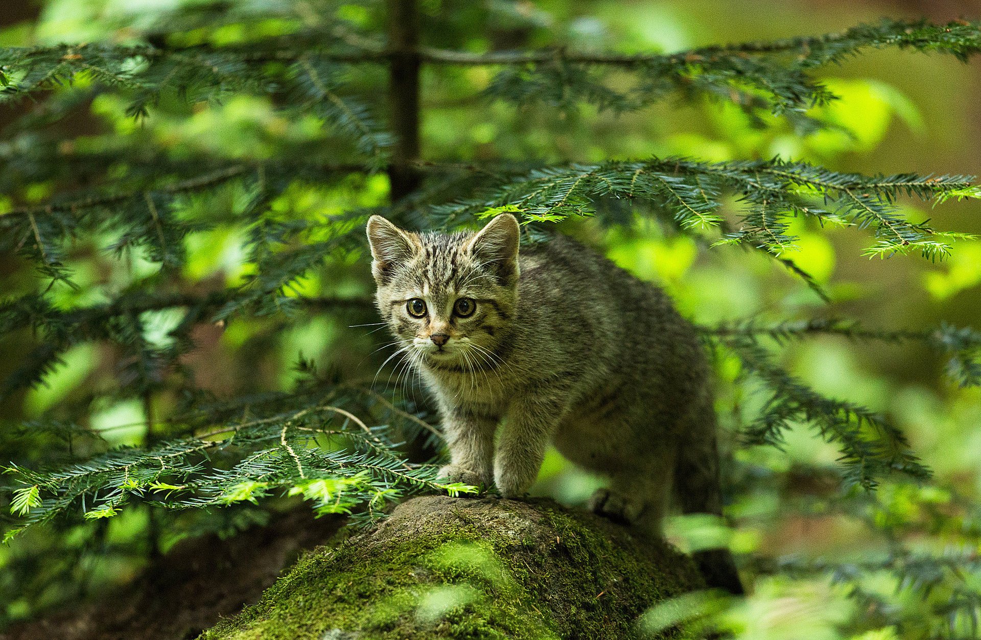 gatto gattino foresta abete rosso pietra cacciatore