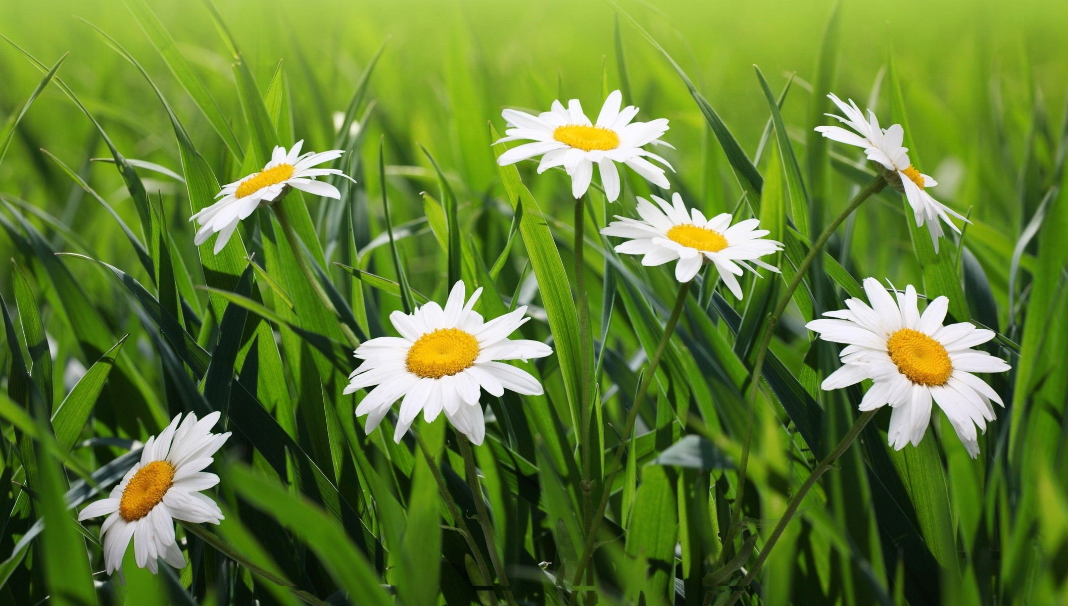 blumen gänseblümchen gras