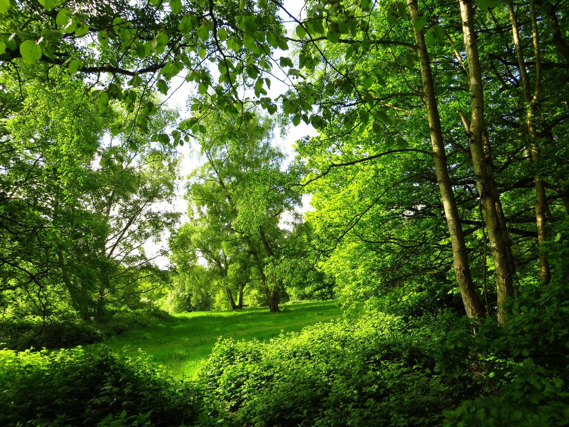 londres parc été arbres nature