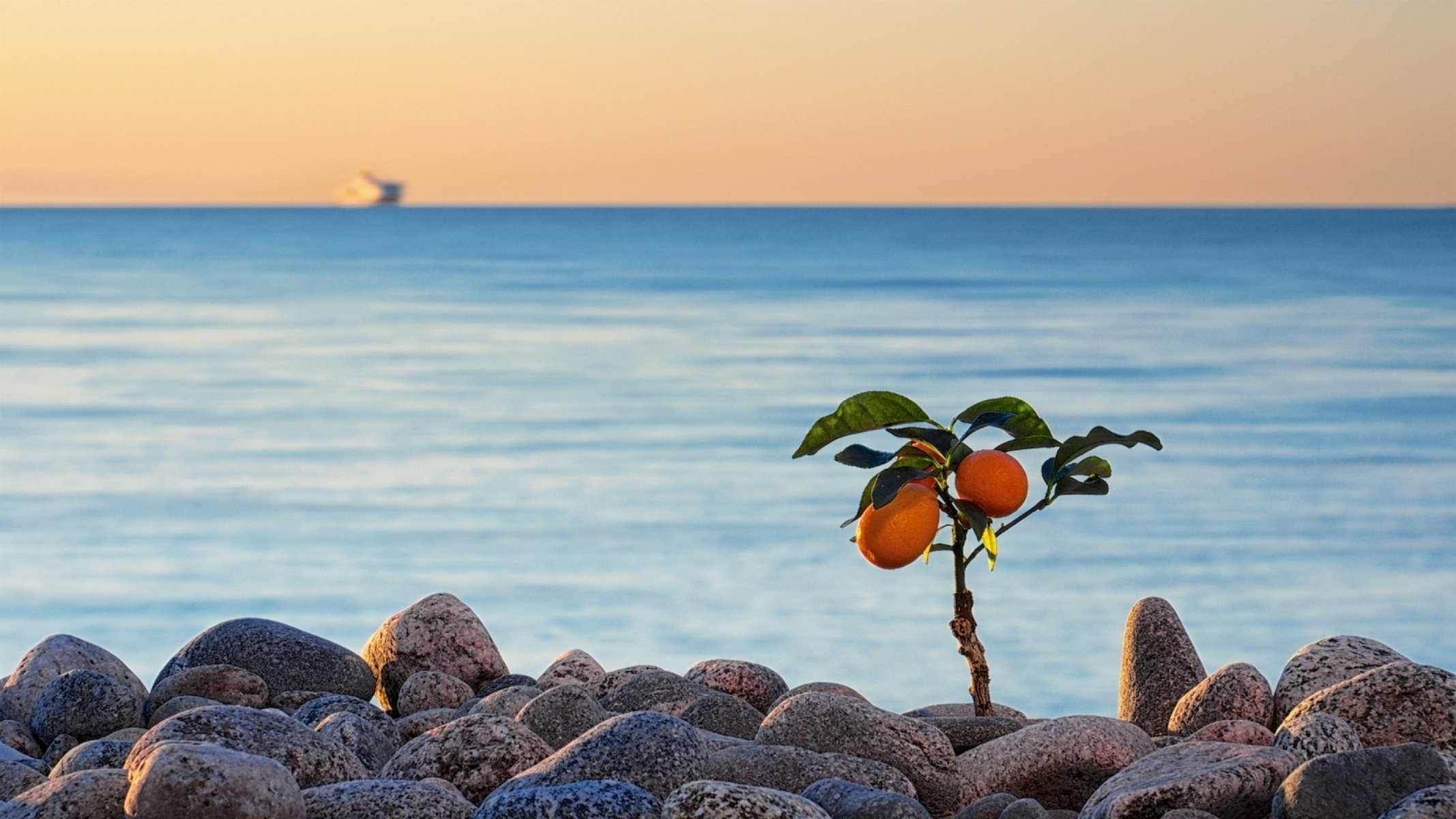 calamondin эдуард горобец камни галька море горизонт эстония