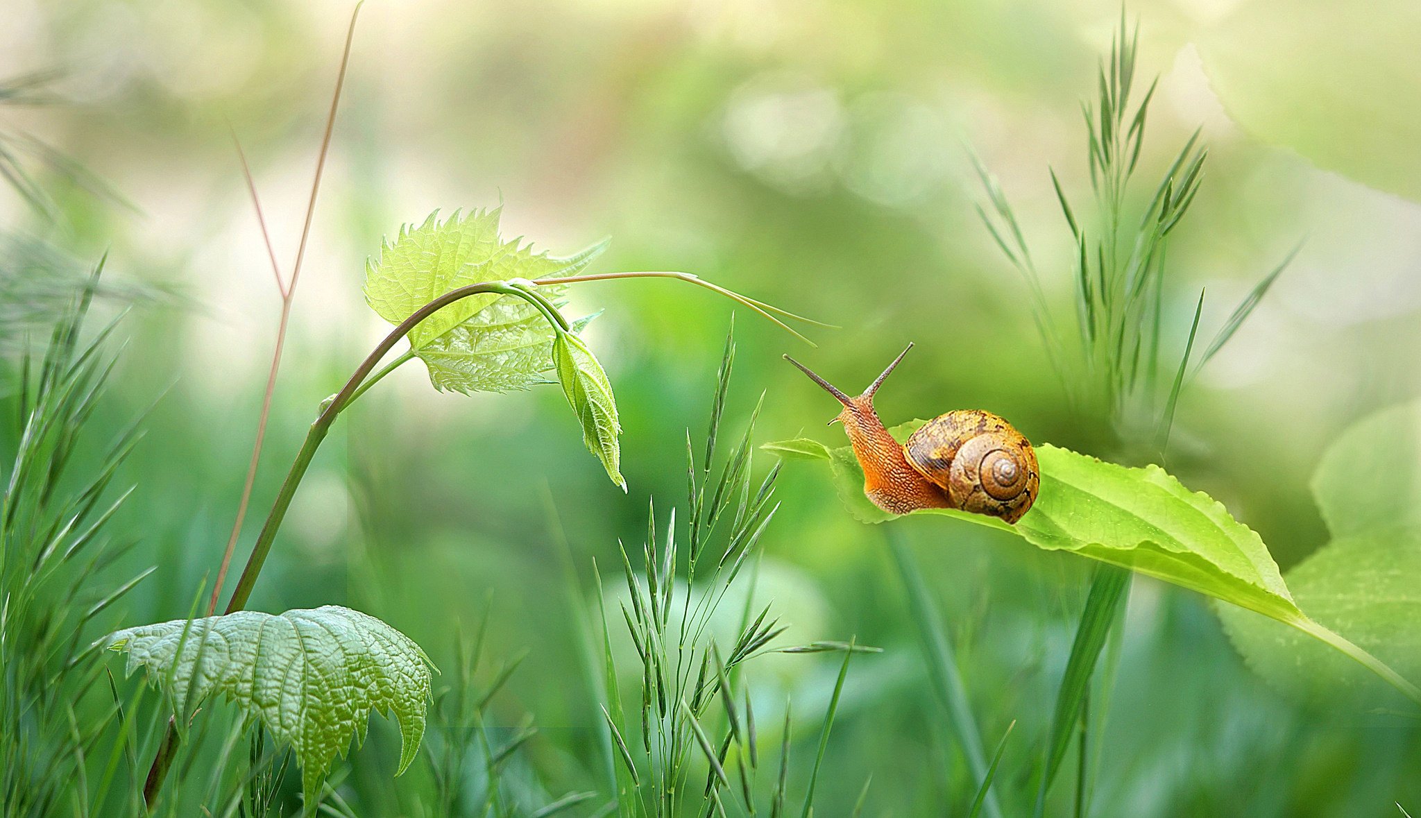 sommer gras schnecke makro