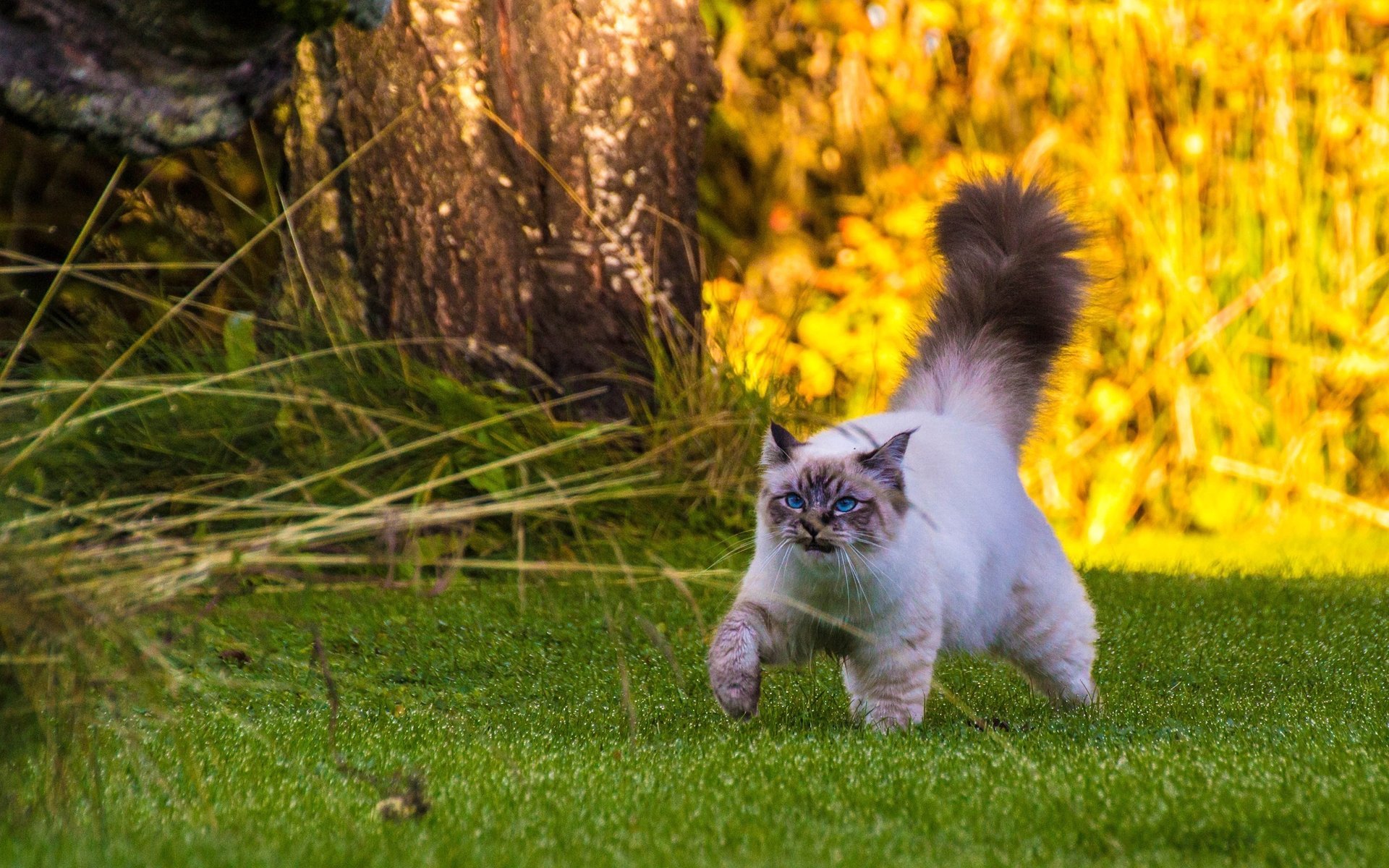 birmano caminando sobre la hierba gato