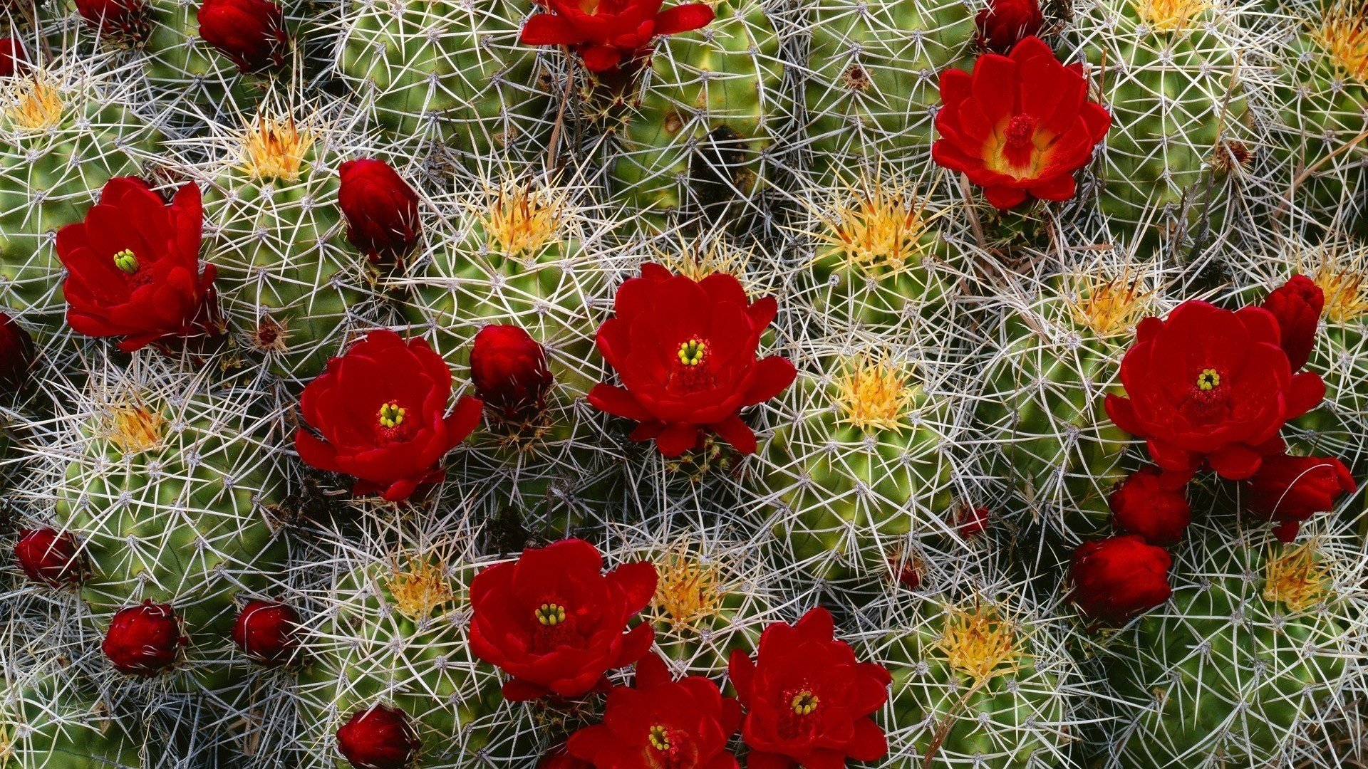 fiori cactus primo piano rosso