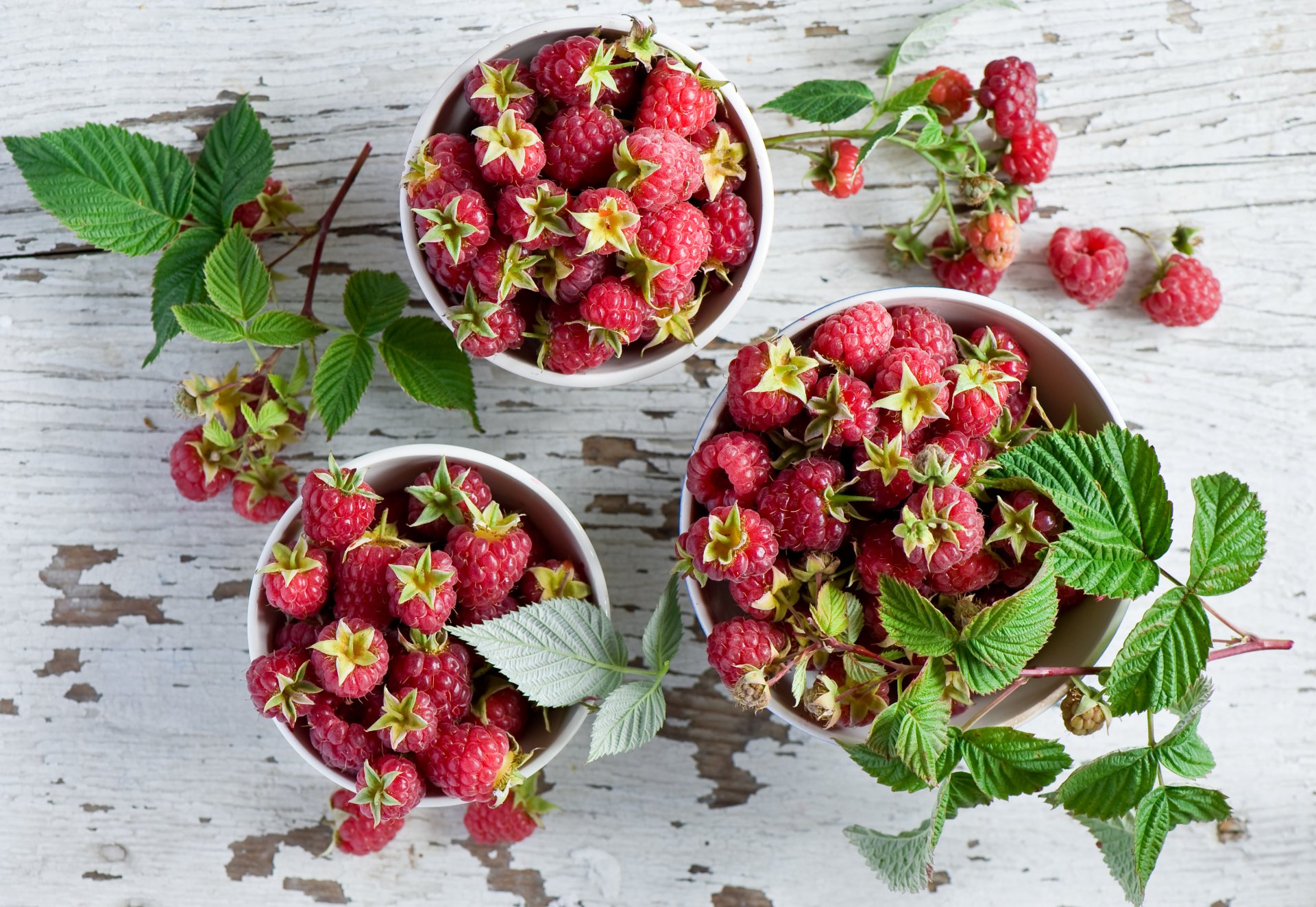 beeren himbeeren blätter