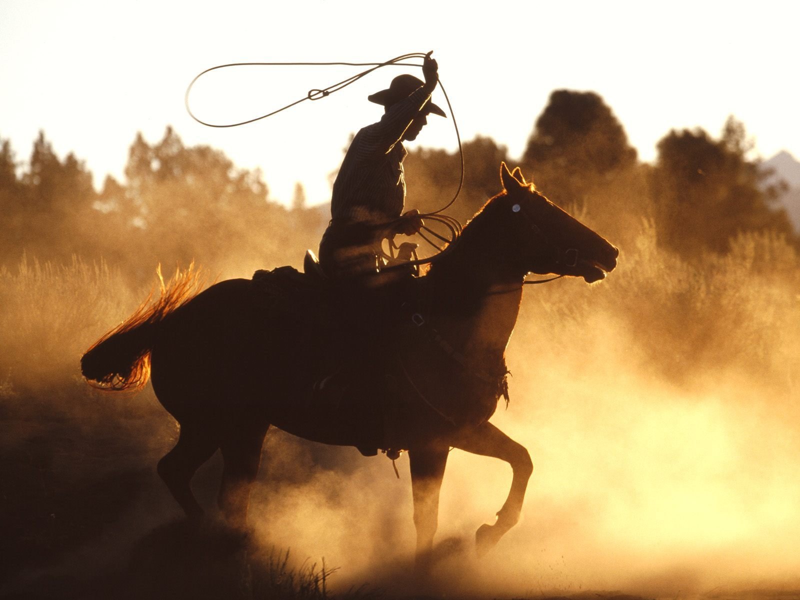 cowboy cheval amérique