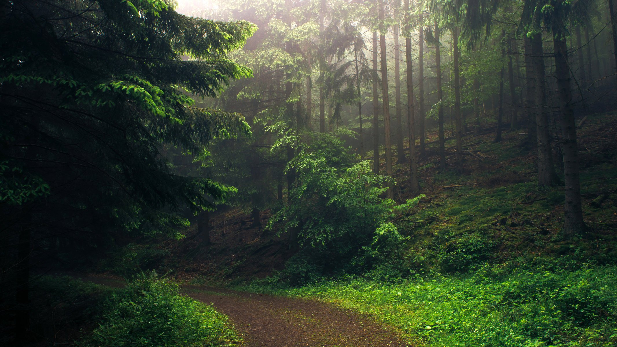 naturaleza bosque camino montañas mañana hermoso