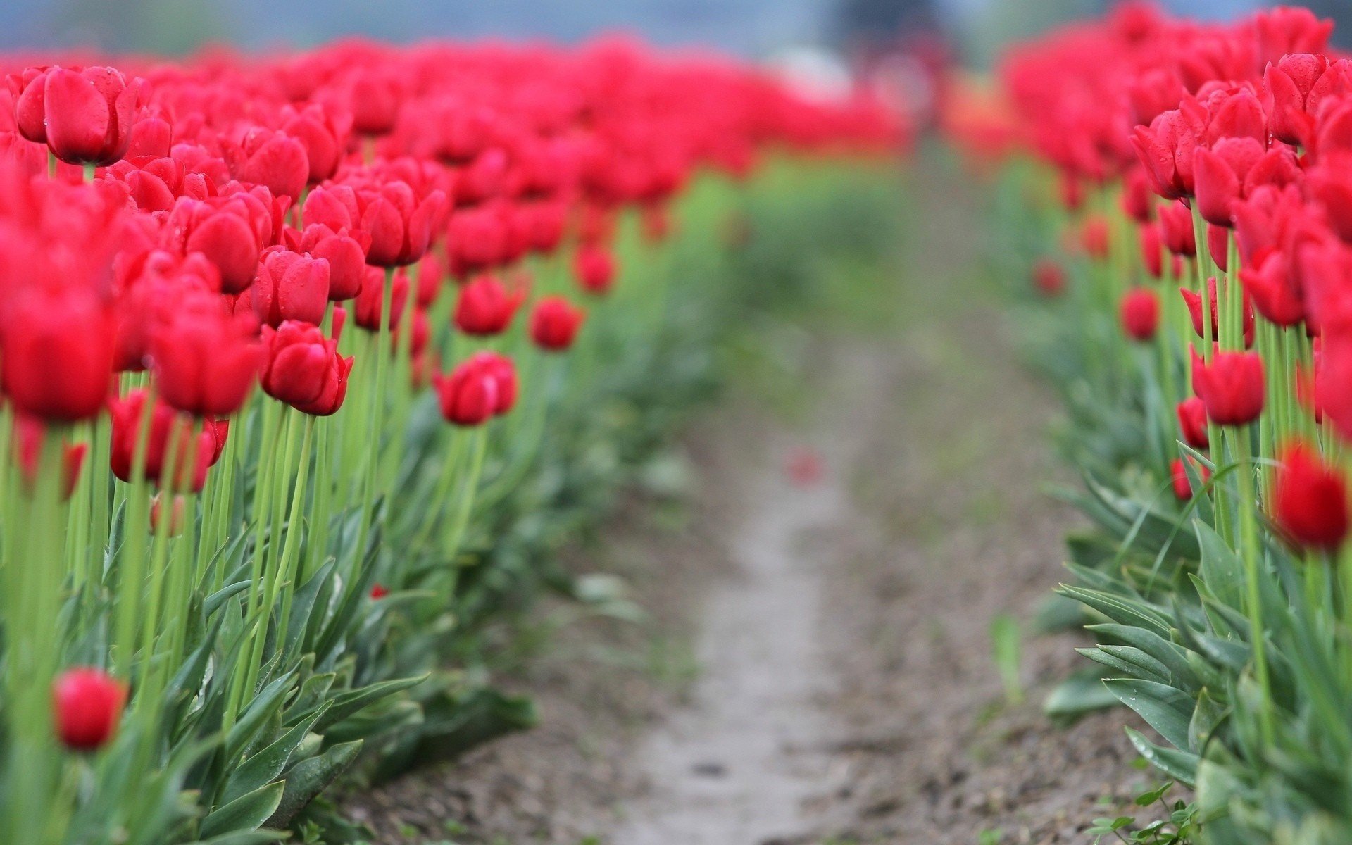 führen durch tulpe pfad feld