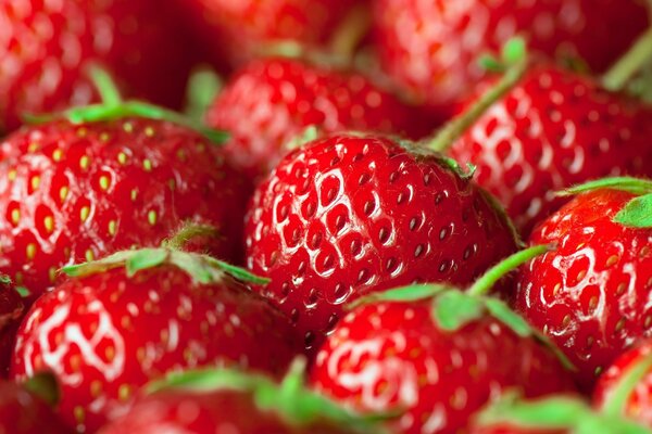 Un montón de fresas maduras y hermosas