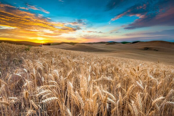 Atardecer y amanecer en un campo de trigo