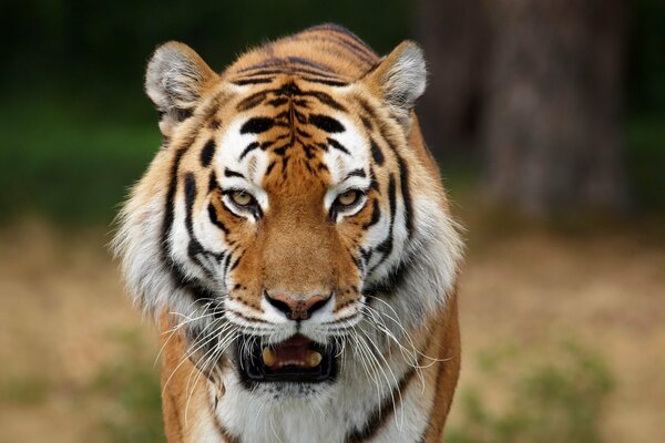 Tigre de cerca hermosa