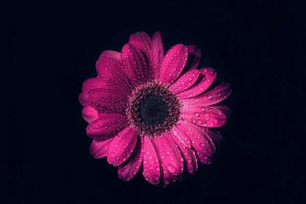 Dew on a pink flower on a black background