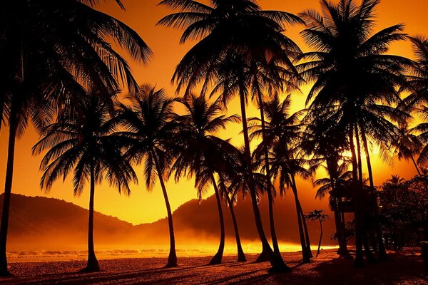 Sunset in the tropics in the evening among palm trees