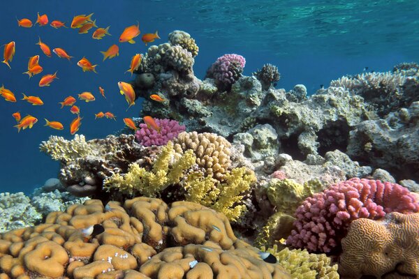 Mondo sottomarino. Coralli colorati