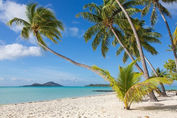 Photo d une plage avec plusieurs palmiers