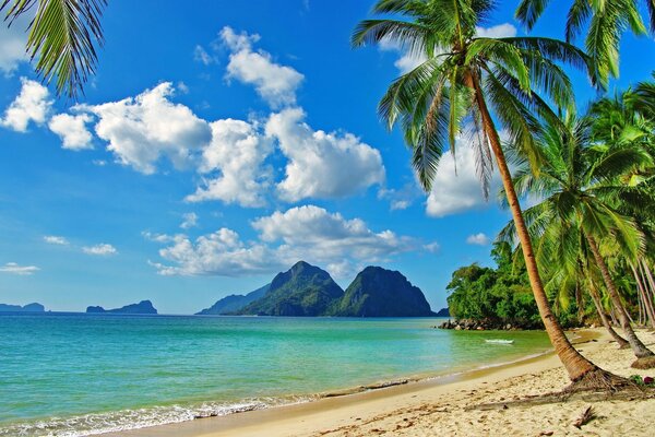 Die schöne Aussicht auf die Tropen des Ozeans unter den Palmen ist einfach ein Paradies