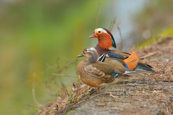 Charmante paire de canards mandarins