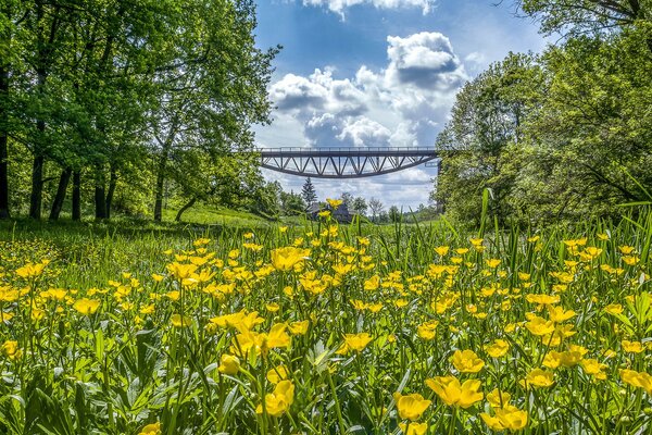 Butterblumen blühen in der Nähe einer Brücke in der Ukraine