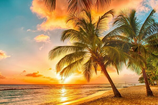 Natur im Sommer in den Tropen, wo die Palmen den Ozean Strand