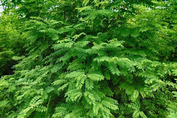 Bright green acacia leaves in summer