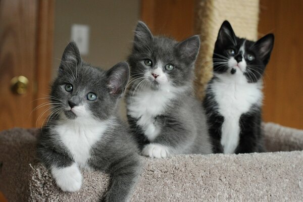 Trois chatons écoutent attentivement