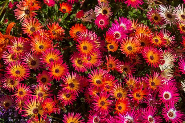 Beautiful bright flowers in a flower bed