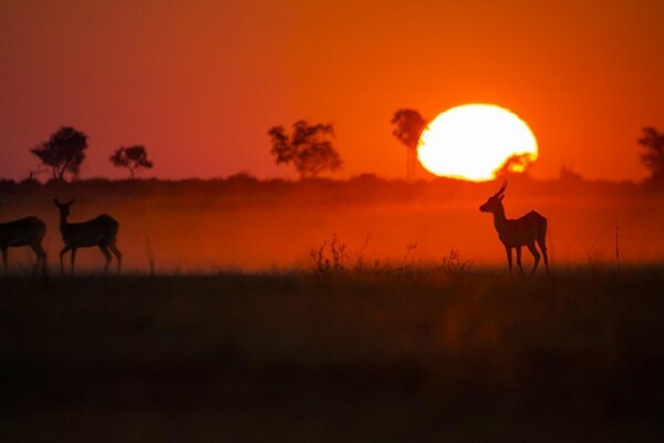 Antílopes en medio de una puesta de sol roja en África