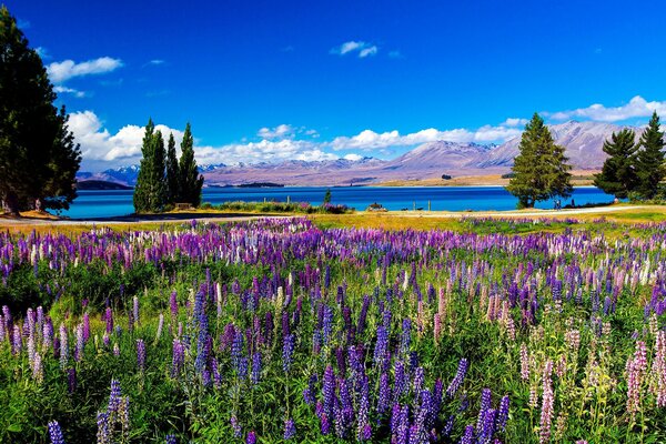 The landscape is beautiful with a river, a field with foxglove