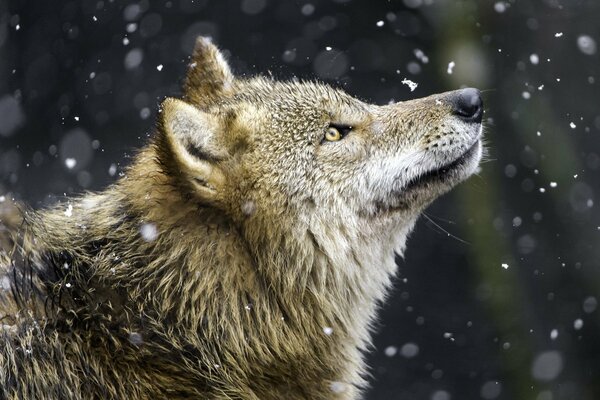 Loup macro tir avec de la neige