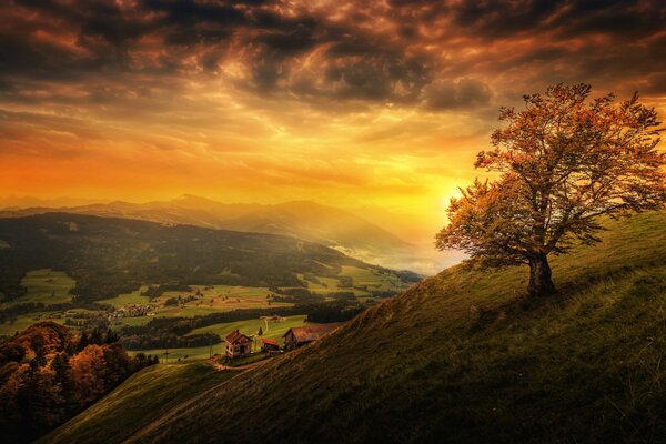 Schweizer Landschaftsbaum bei Sonnenuntergang