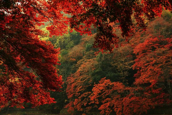 Naturaleza del otoño. Rayo de sol a través de las ramas rojas