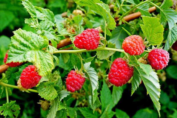 Fond d écran buisson de framboises baies