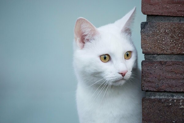 Der Blick einer weißen Katze ist schön