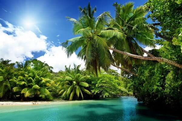 Soleil palmiers et tropiques nature