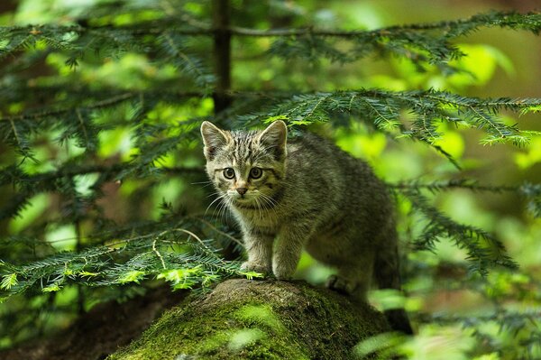 The cat hunts in the green forest