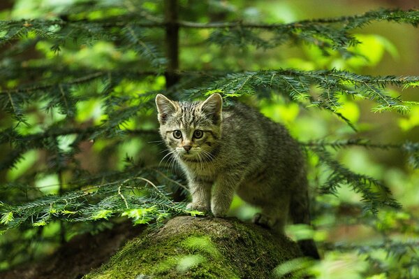Il gatto caccia nella foresta verde