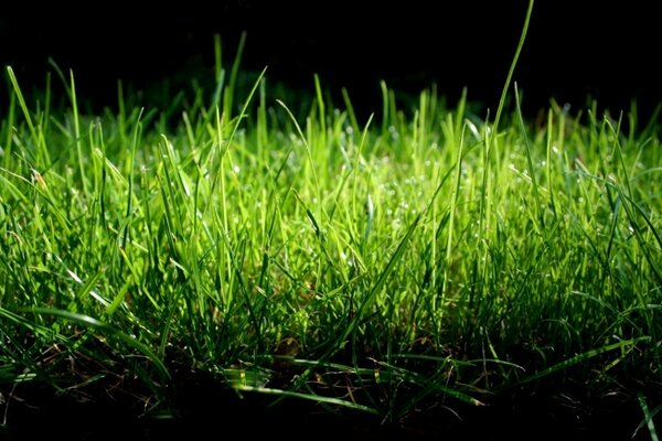 Macro image of a bright green lawn